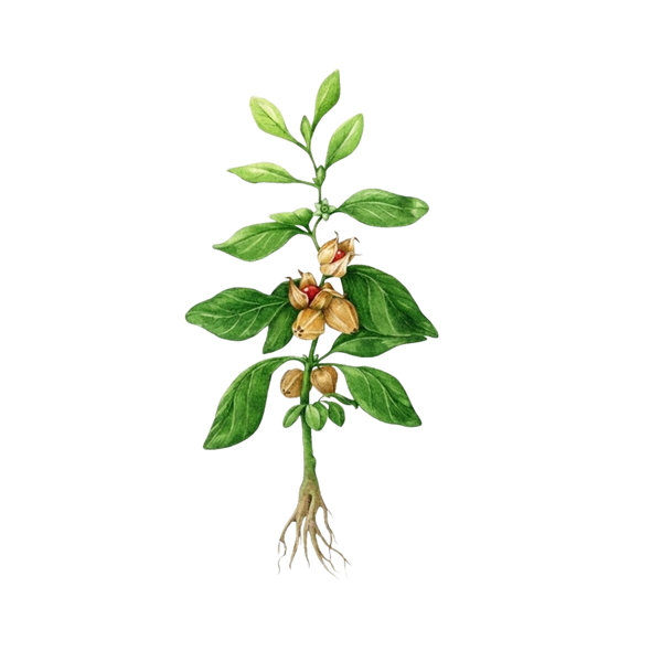 Promote Emotional Wellbeing